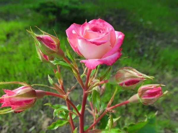 Rosa Rosa Com Afiação Brilhante Fundo Verde — Fotografia de Stock