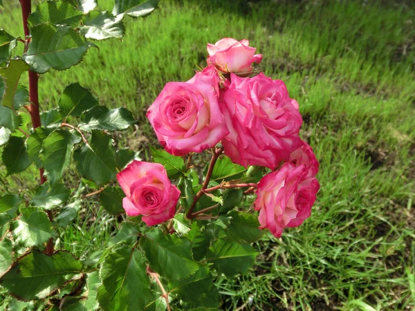 Růžová Růže Jasnými Okraji Zeleném Pozadí — Stock fotografie