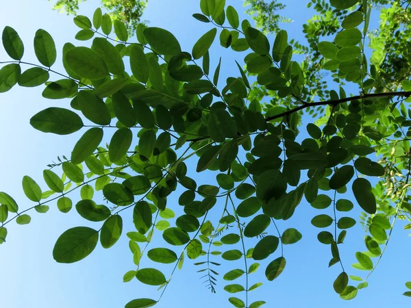 Acacia Listí Proti Modré Obloze — Stock fotografie