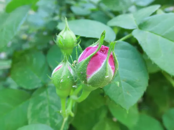 Рожевий Бутон Зеленому Фоні — стокове фото