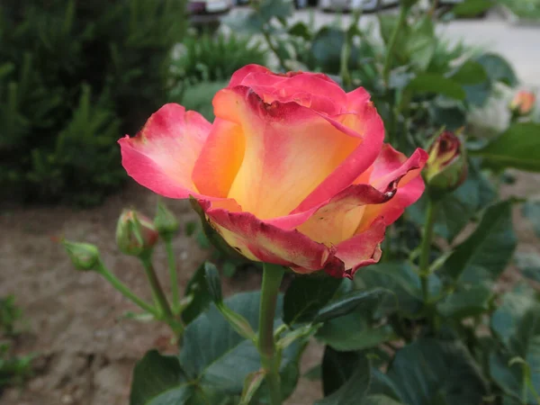 Rosa Rojo Amarilla Sobre Fondo Verde —  Fotos de Stock