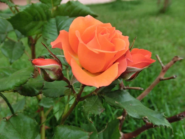 Яскраво Червона Троянда Зеленому Тлі — стокове фото