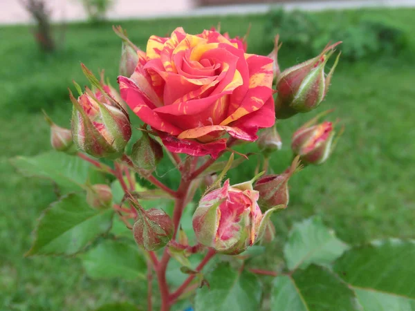 Rosa Amarillo Roja Sobre Fondo Verde —  Fotos de Stock