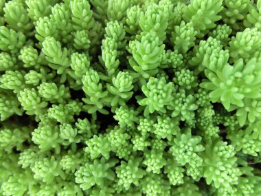 Yeşil Yazı Tipi Sulu Üst Görünüm