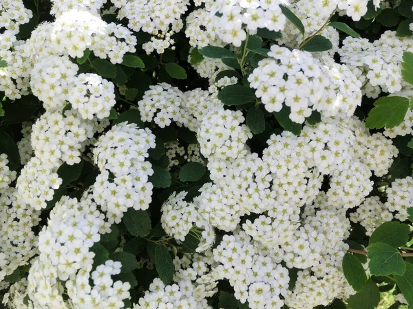 Sommar Bakgrund Försiktigt Vita Blommor — Stockfoto