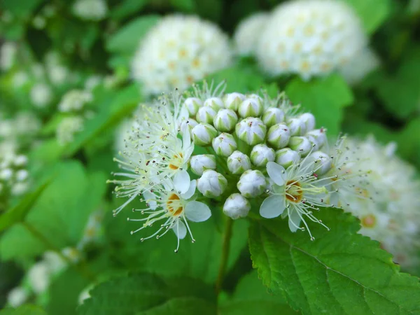 Summer Background Gently White Flowers — Stock Photo, Image