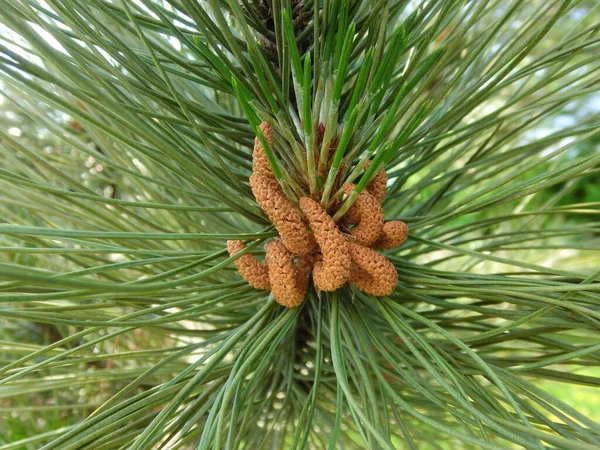 Blooming Pine Tree Close — Stock Photo, Image