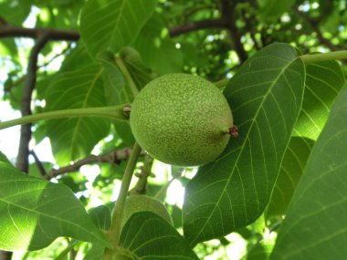 Yeşil arka plan. Ağaçta ceviz.