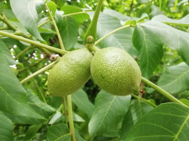 Salyangoz ağaca tırmanıyor.