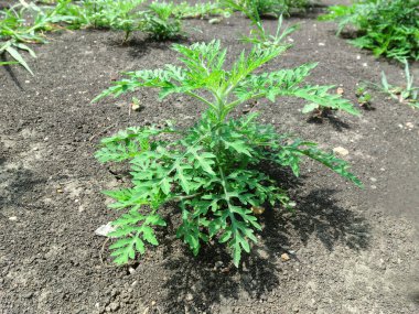 Arka planda tüylü çalı çalısı var.