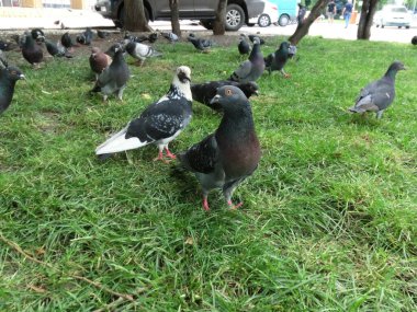 Şehrin sokaklarında yabani güvercinler