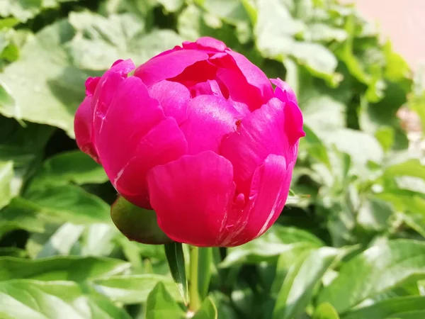 Яскраво Рожевий Півоній Бутон Фоні Зеленого Листя — стокове фото