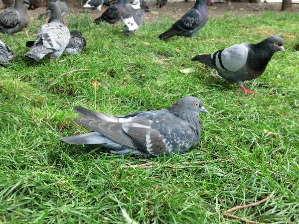 Palomas Salvajes Las Calles Ciudad — Foto de Stock