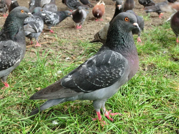 Palomas Salvajes Las Calles Ciudad — Foto de Stock