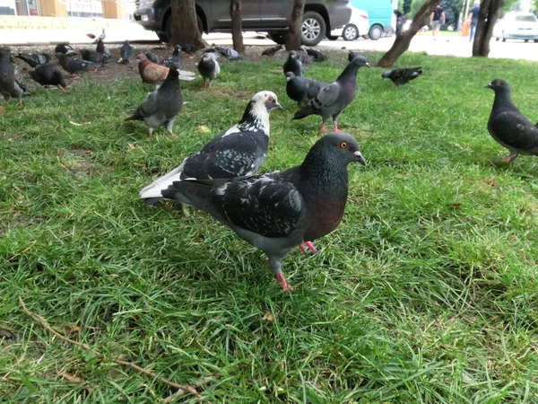 Palomas Salvajes Las Calles Ciudad — Foto de Stock