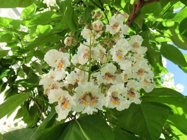 Kvetoucí Strom Bílých Květin Pozadí Zeleného Listí — Stock fotografie