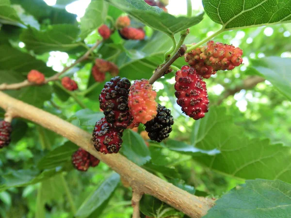 Mulberries Hanging Tree — Stock Photo, Image