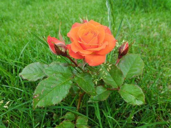 Κόκκινο Τριαντάφυλλο Ένα Φόντο Πράσινο Γρασίδι — Φωτογραφία Αρχείου