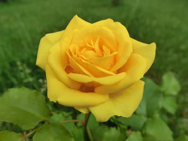 黄玫瑰 绿叶为背景 — 图库照片