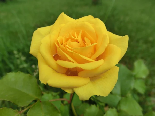 Rosa Amarilla Sobre Fondo Follaje Verde —  Fotos de Stock