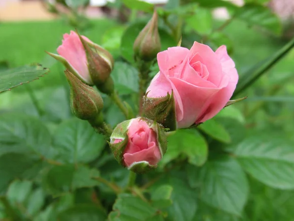 Rosa Rose Auf Grünem Laubhintergrund — Stockfoto