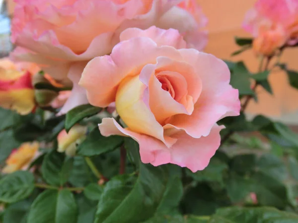 Różowa Róża Zielonym Tle Liści — Zdjęcie stockowe