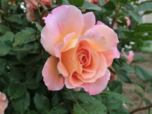Rose Rose Sur Fond Feuillage Vert — Photo