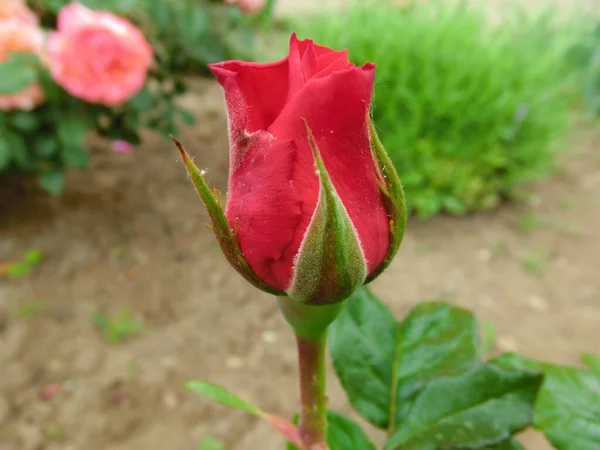 Knospe Der Roten Rose Aus Nächster Nähe — Stockfoto