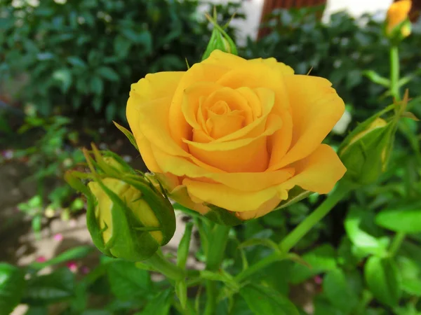 Gelbe Rose Auf Grünem Laub — Stockfoto