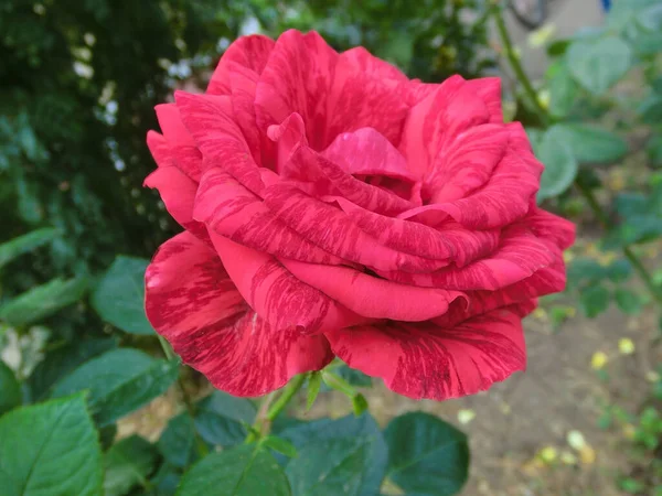 Rose Rouge Sur Fond Feuillage Vert — Photo