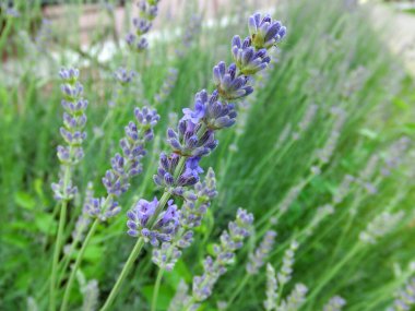 Çiçekli lavanta yeşili arka plan