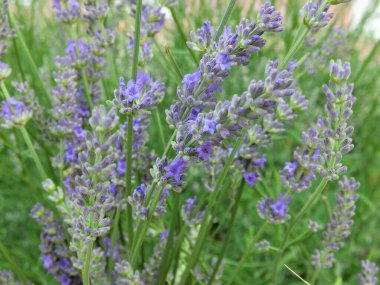 Çiçekli lavanta yeşili arka plan