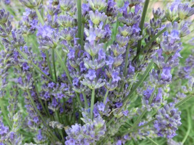 Çiçekli lavanta yeşili arka plan