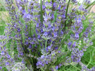 Çiçekli lavanta yeşili arka plan