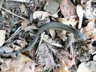 Küçük çevik kertenkele. Yaklaş.