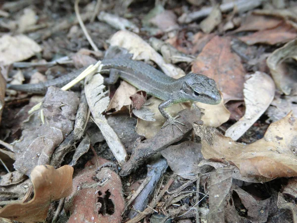 Small Nimble Lizard Close — Stock Photo, Image