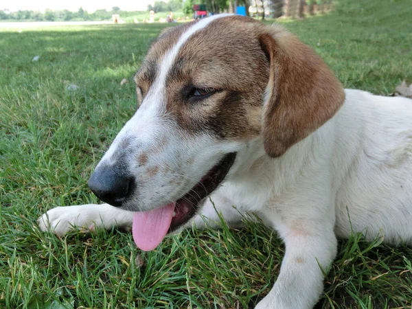 Cane Randagio Senzatetto Alla Ricerca Proprietario Sulle Strade Della Città — Foto Stock