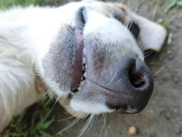 Der Streunende Hund Lächelt Und Ist Auf Seine Weise Glücklich — Stockfoto