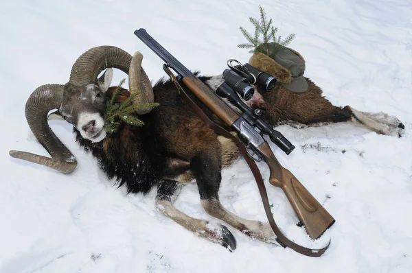 Trofeo di caccia Mouflon con pistola sulla neve — Foto Stock