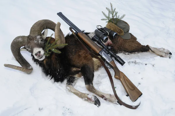 Moeflon jacht trofee met pistool op sneeuw — Stockfoto