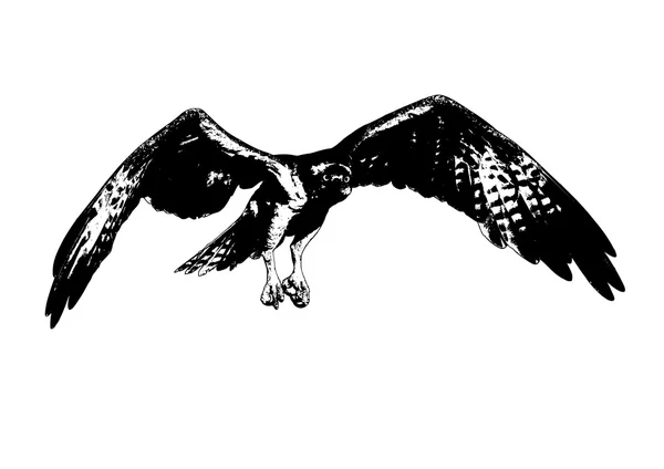 Osprey 비행-Pandion haliaetus — 스톡 벡터