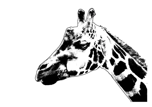 Illustrazione giraffa su sfondo bianco — Foto Stock