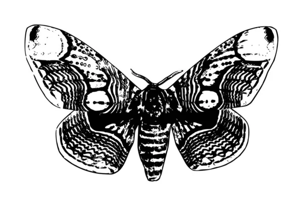 Butterfly Illustration Black White Background — Stock Photo, Image