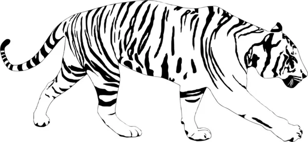 Ilustração do tigre sobre fundo branco —  Vetores de Stock