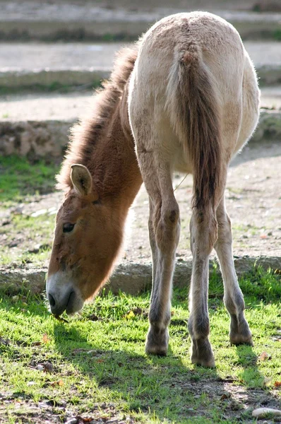 Horse Przewalskis — Stock Photo, Image