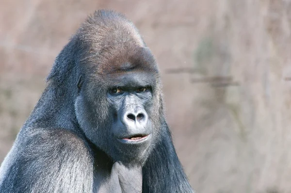 Gorilla looking — Stock Photo, Image