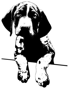 hüzünlü bir bakışla şirin köpek yavrusu