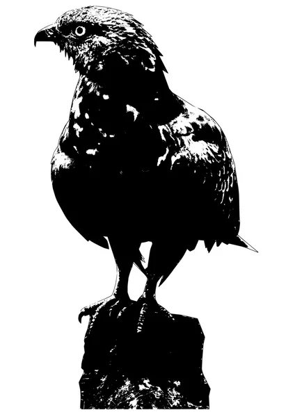 Ilustração buzzard —  Vetores de Stock
