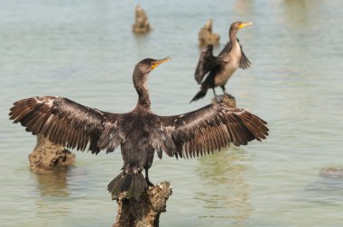 Çift Tepeli karabatak - Phalacrocorax auritus