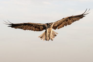 Osprey in flight - Pandion haliaetus clipart